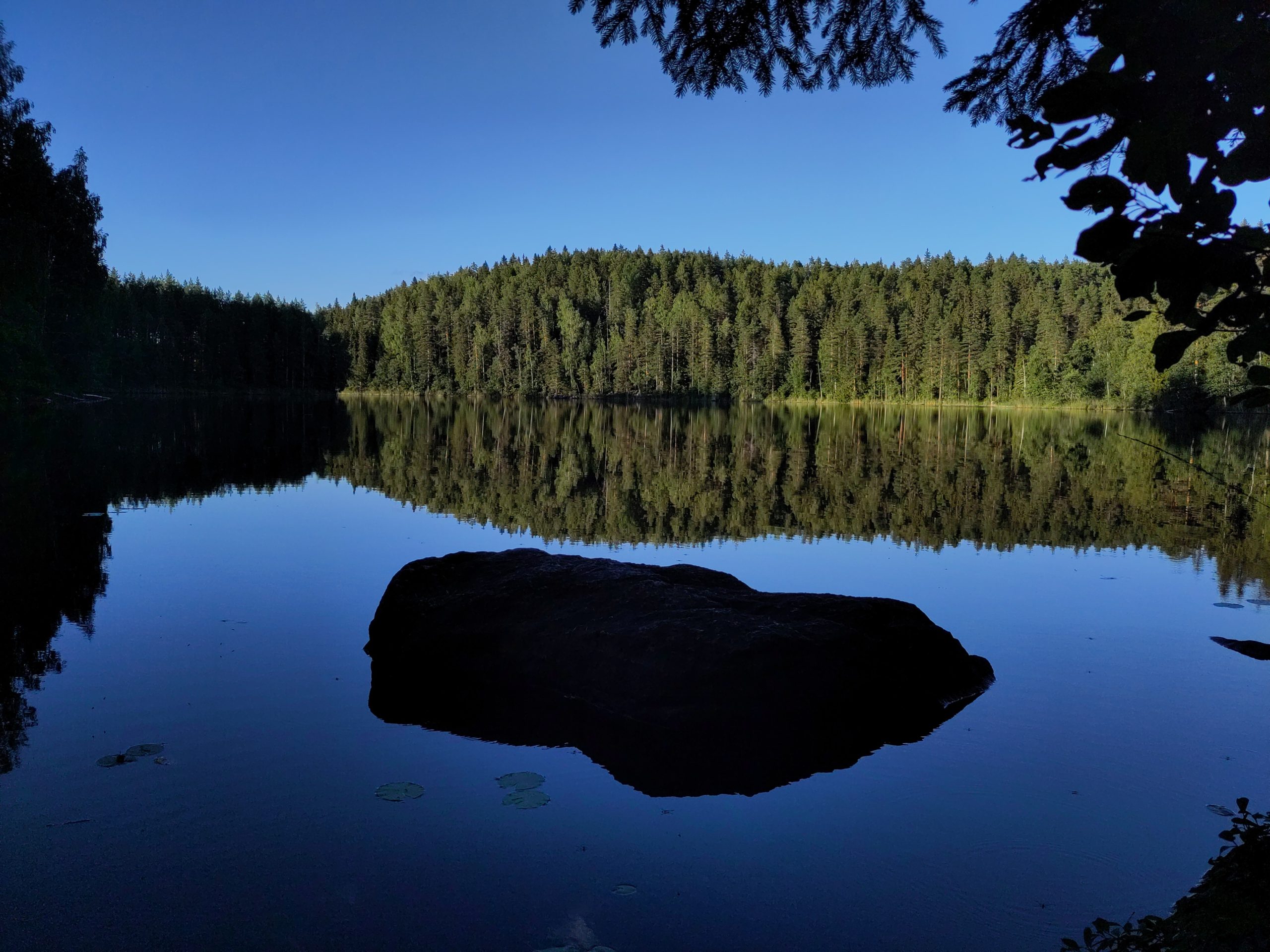 Wald, Wasser, Mücken und Pilze