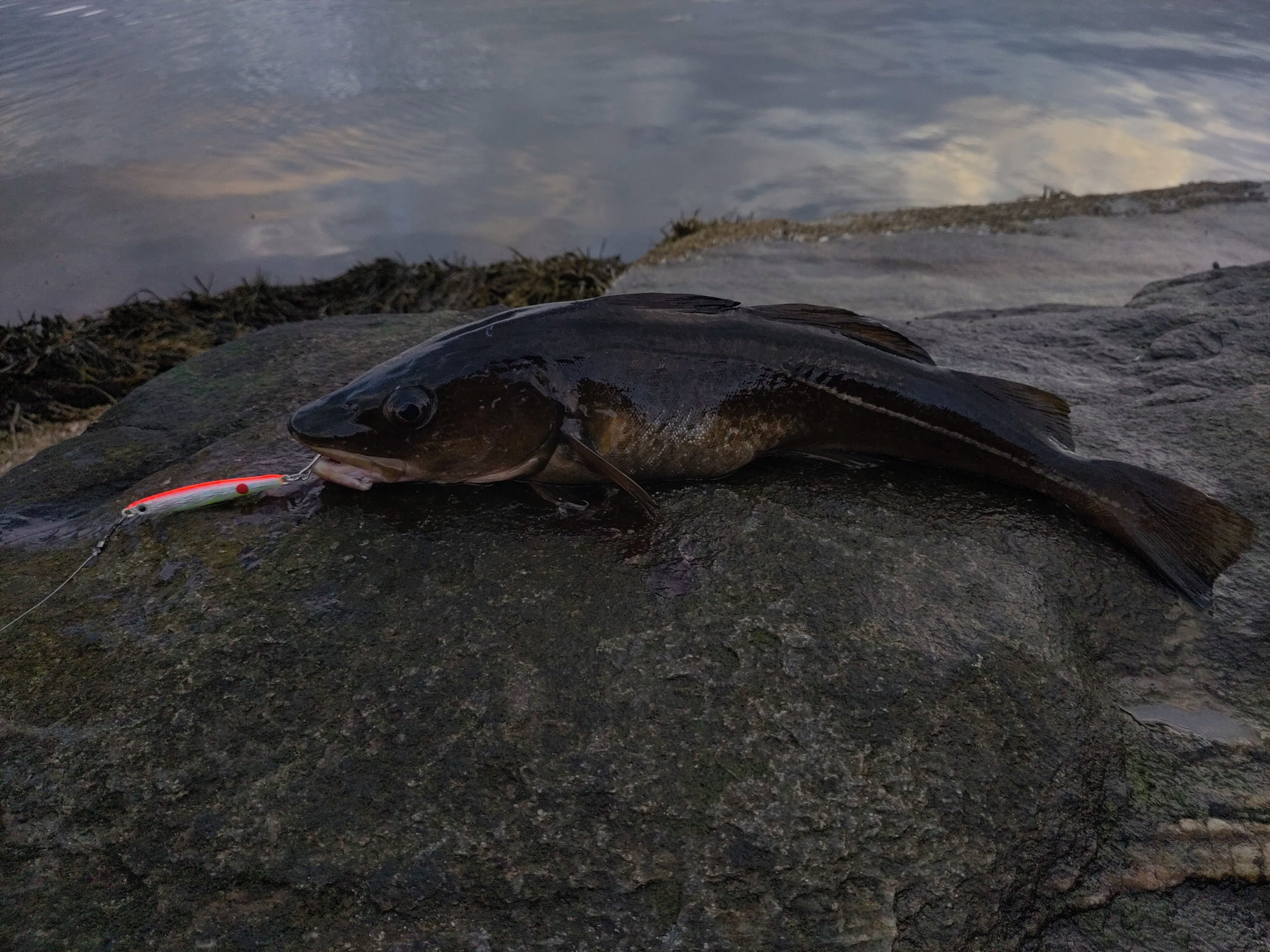Mehr Meerfisch, aber (noch) keine Mefo