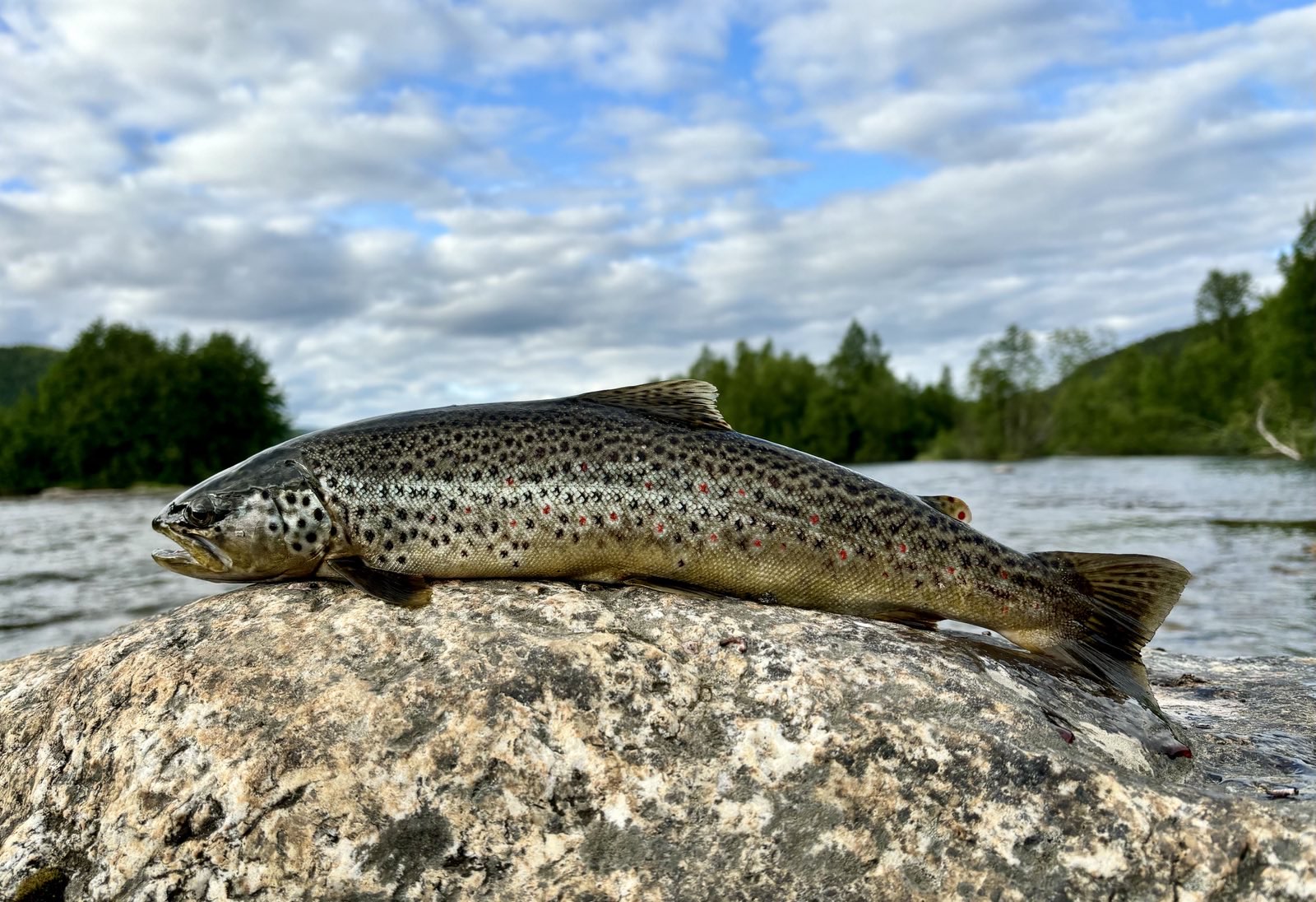 Forellenrausch in den Rauschen des Barduelva